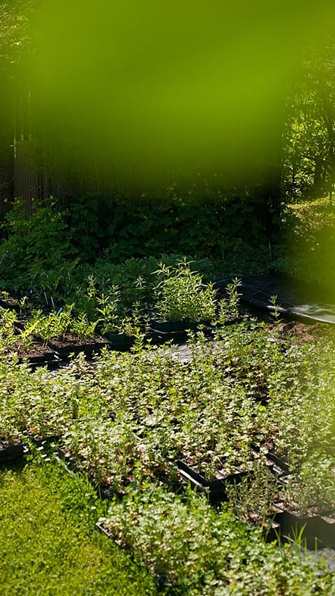 Weleda Garten