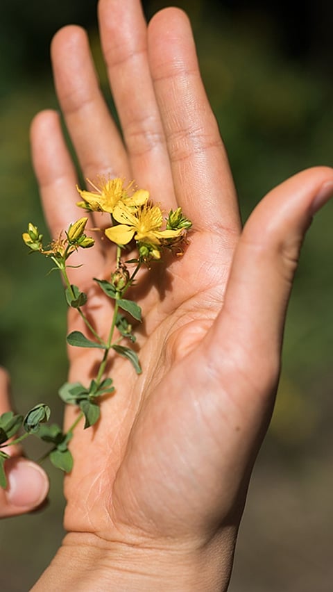 Johanniskraut in der Hand