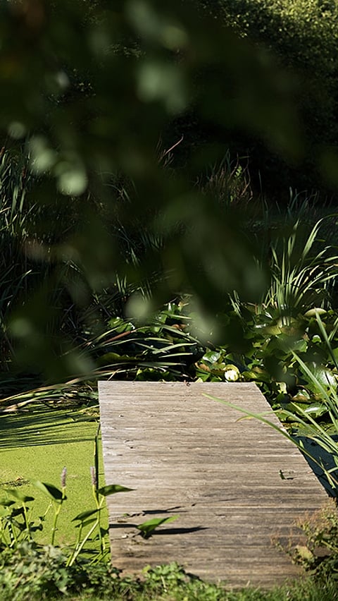 Passerelle en bois au bord du lac