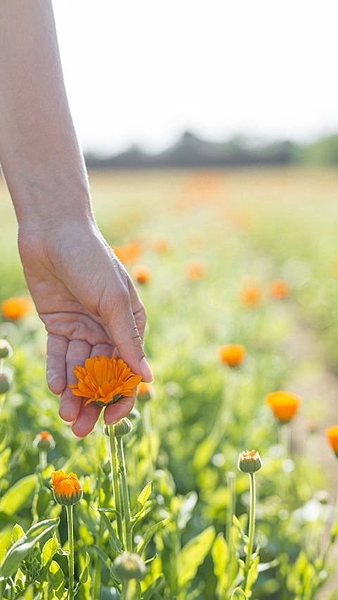 Hand berührt eine Calendula Blüte