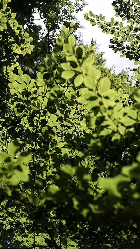 Büsche im Wald