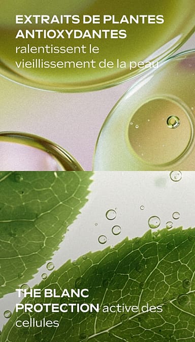 Extraits de plantes antioxydantes ralentissent le vieillissement de la peau. Thé blanc : protection active des cellules.