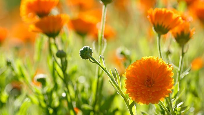 Ringelblumen auf der Wiese