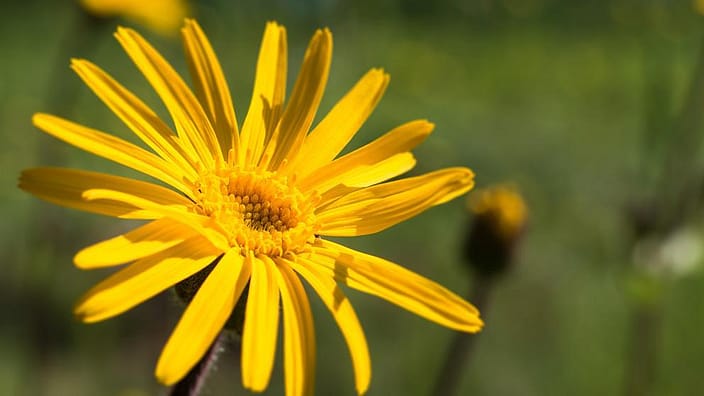 l'Arnica de près