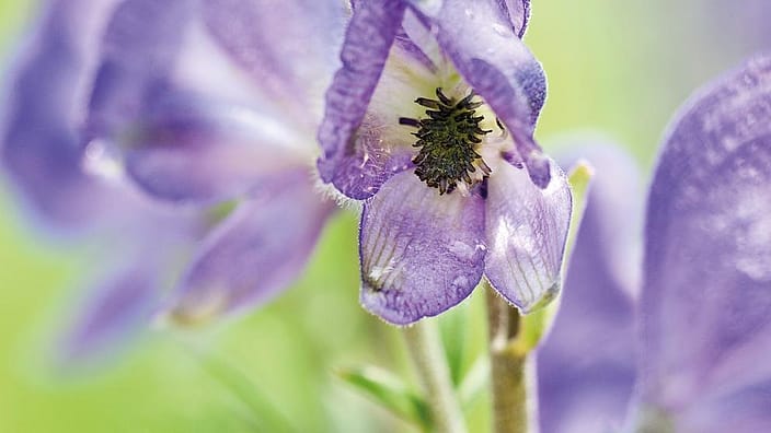 Aconitum napellus - aconit napel
