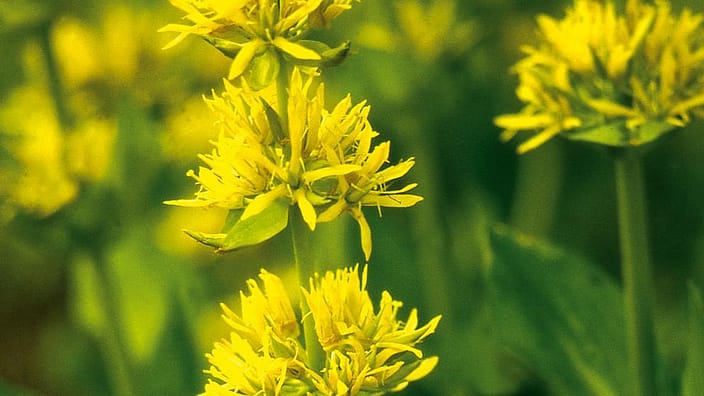 Gentiane jaune de près
