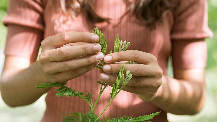 Un gros plan d'une femme tenant une plante verte dans les mains