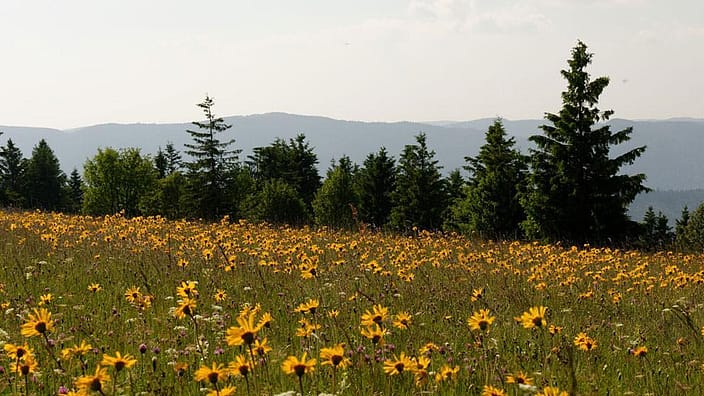 prairie d'arnica