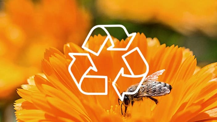 calendula mit einer biene