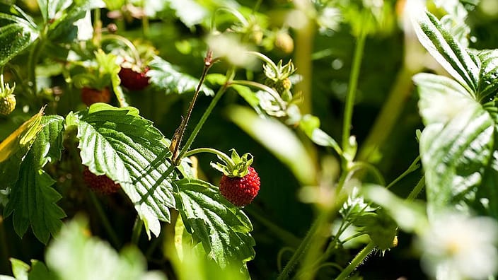 Fraise des bois