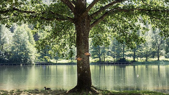 Un homme enlace un arbre près d'un lac