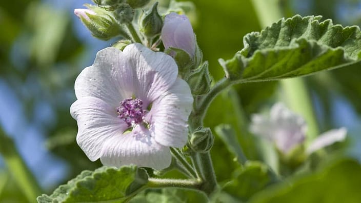 La mauve blanche