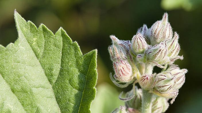 La mauve blanche