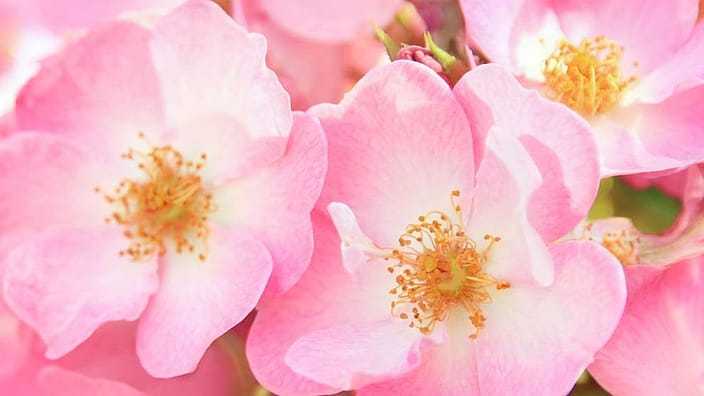 Rose Musquée