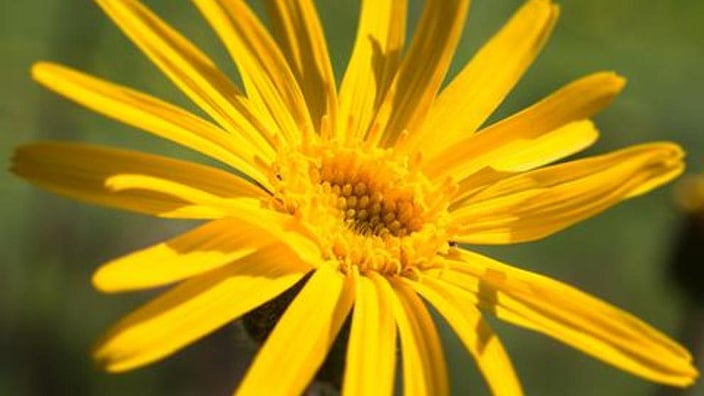 Fleur d'arnica