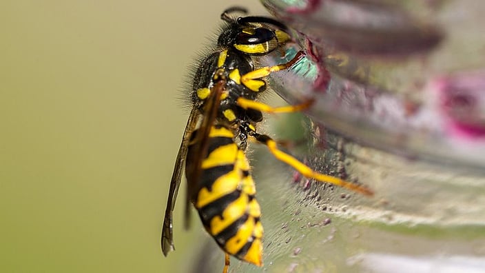 Abeille sur le bord de la bouteille