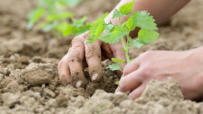 Gartenarbeit