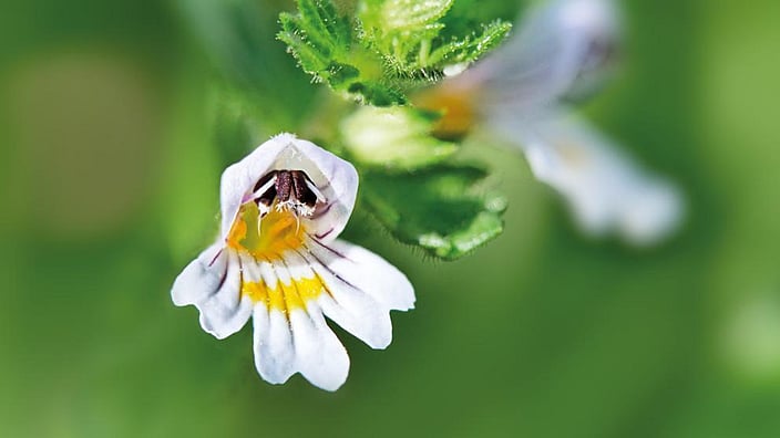 Euphrasia