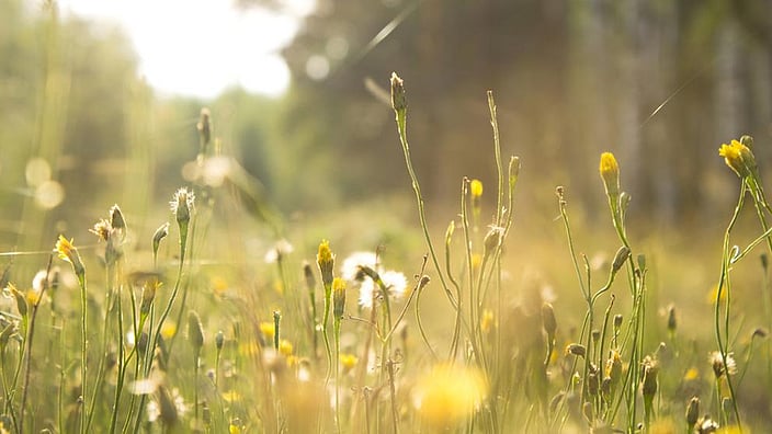 Blumenwiese