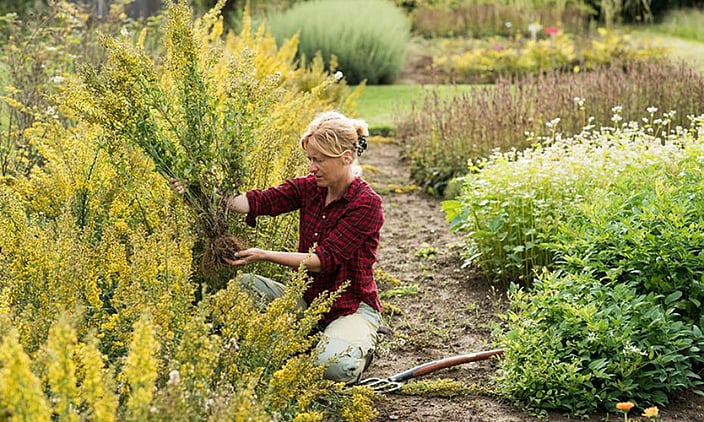 Garten mit Gärtnerin