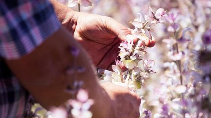 Hand pflückt Lavendel