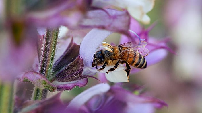 Abeille sur une fleur