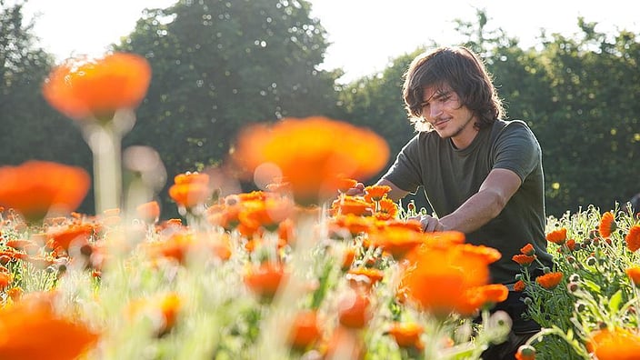 Mann bei der Calendula Ernte