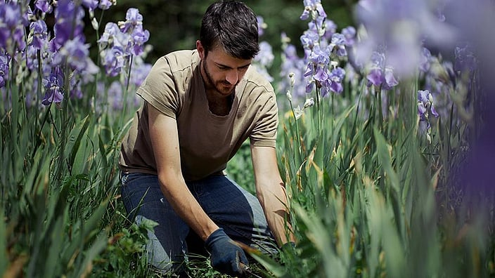 Homme à la récolte d'iris