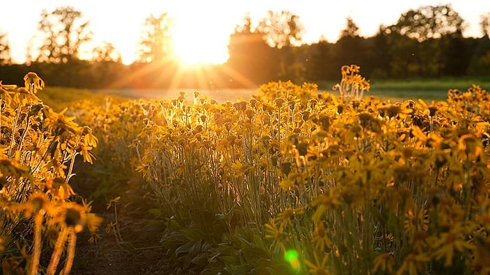 Champ de tournesols au coucher du soleil