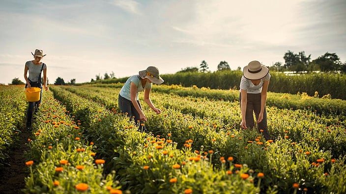 Jardinier lors de la récolte dans un champ de calendula