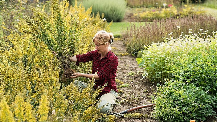 Une femme qui jardine dans un jardin de plantes médicinales