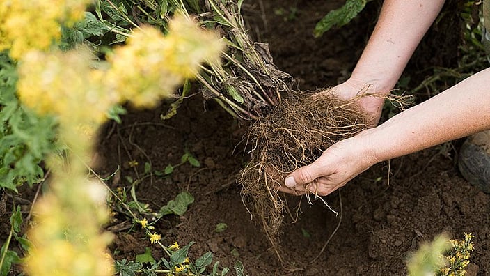 Des mains qui déterrent une plante