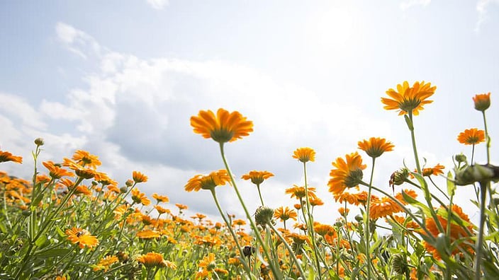 Le calendula sous un ciel bleu