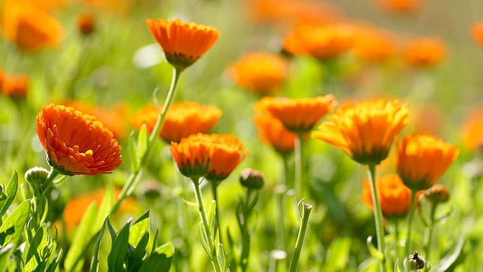 Calendula