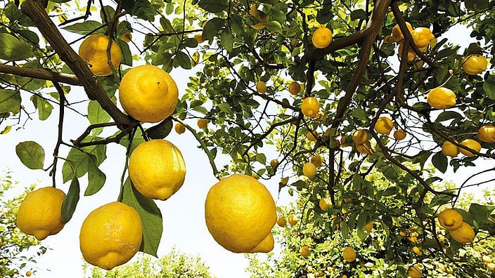 arbre de citron