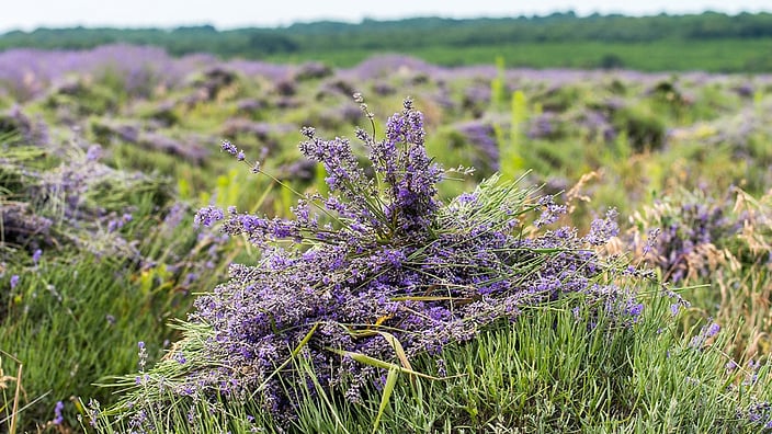 Lavendel