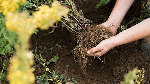 Deux mains tiennent une plante avec de la terre aux racines