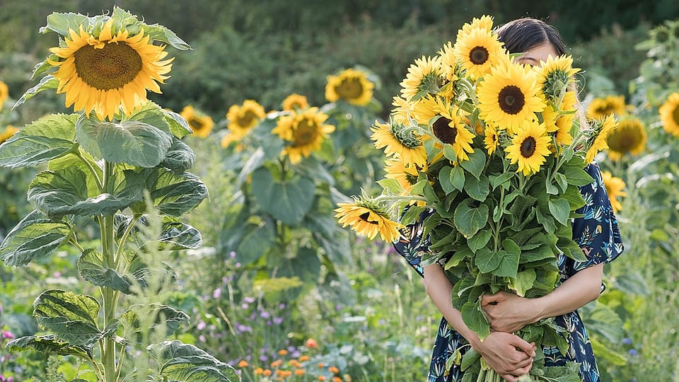 Frau hält einen Strauss Sonnenblumen vor einem Sonnenblumenfeld