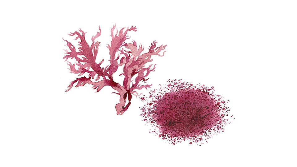 Haematococcus Pluvialis Extract