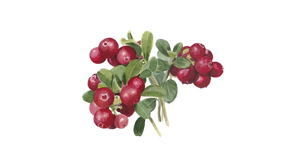 Lactobacillus/Cranberry Fruit Ferment Extract