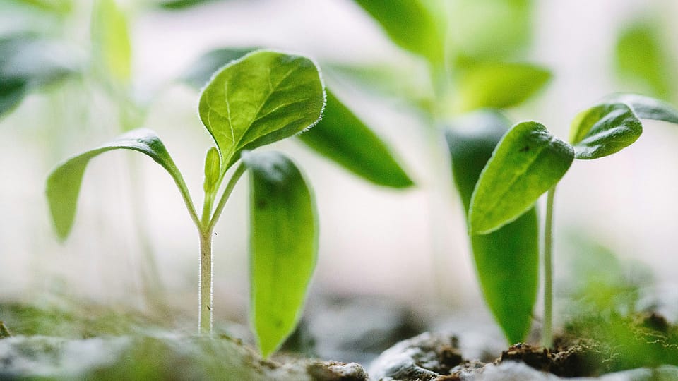 Jeunes plantes