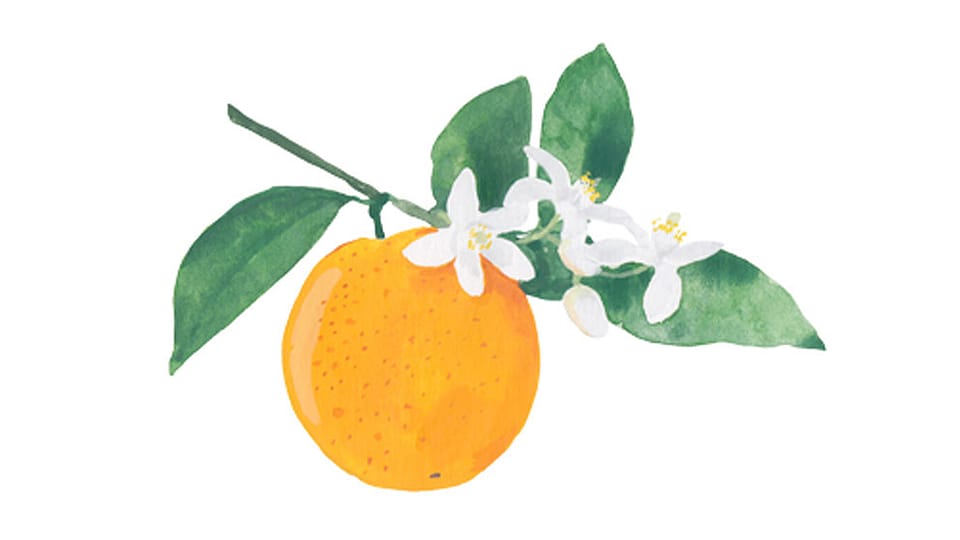 Citrus Aurantium Flower Oil