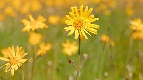 L'arnica