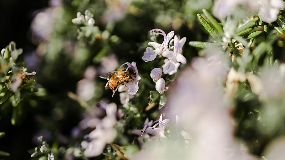 Biene auf Blüte