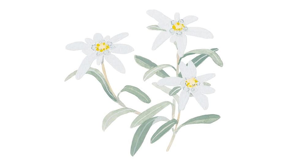 Leontopodium Alpinum Flower/Leaf Extract