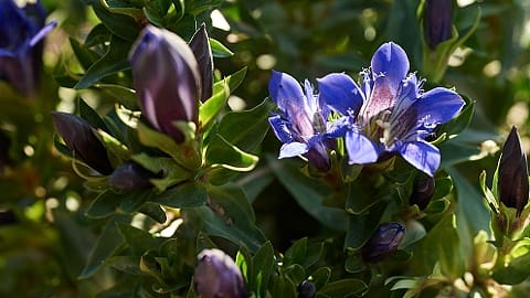 Blauer Enzian Pflanze
