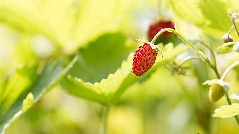 Fraise des bois