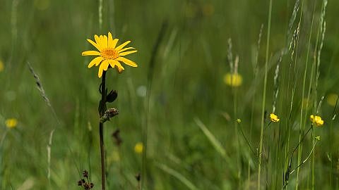 Arnica sur la prairie