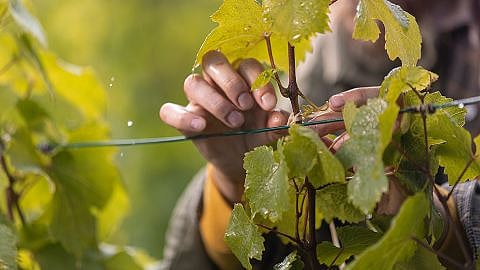 Hände an Weinreben