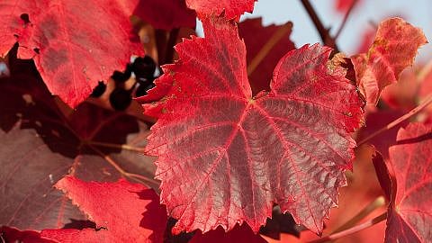 Feuilles de vigne rouges